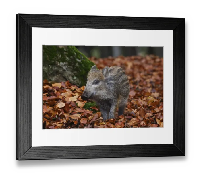 Framed Print : Wild boar, Sus scrofa, wild boar Framed Print : Wild boar, Sus scrofa, wild boar