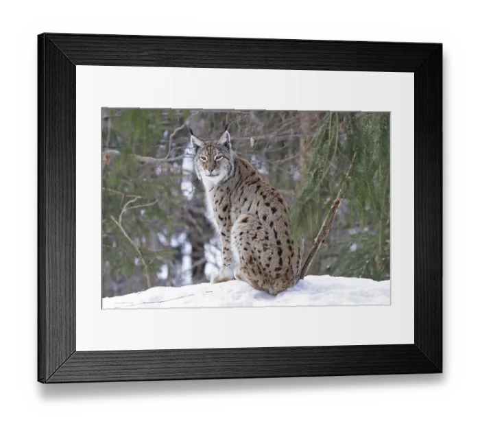 Framed Print : Eurasian lynx, Lynx lynx, Eurasian lynx