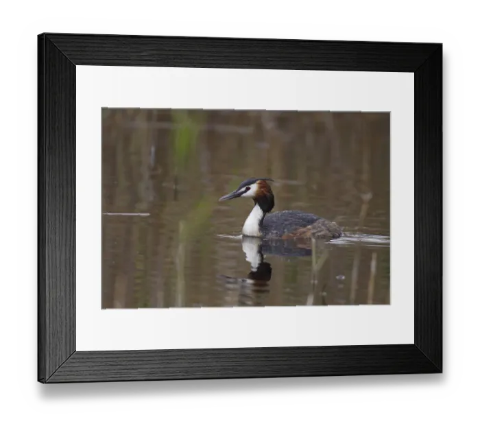 Framed Print : Great Crested Grebe, Podiceps Scalloped ribbonfish Framed Print : Great Crested Grebe, Podiceps Scalloped ribbonfish