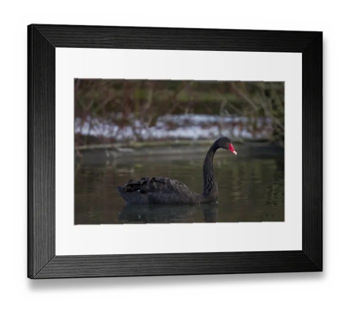Framed Print : Black swan, Cygnus atratus, black swan Framed Print : Black swan, Cygnus atratus, black swan