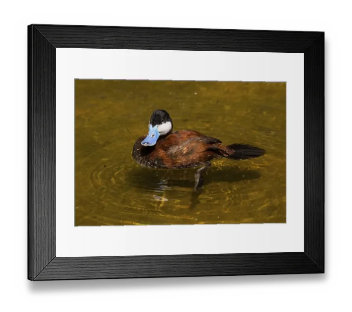 Framed Print : The ruddy duck (Oxyura jamaicensis) is a duck from North America