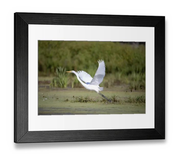 Framed Print : The snowy egret (Egretta thula)