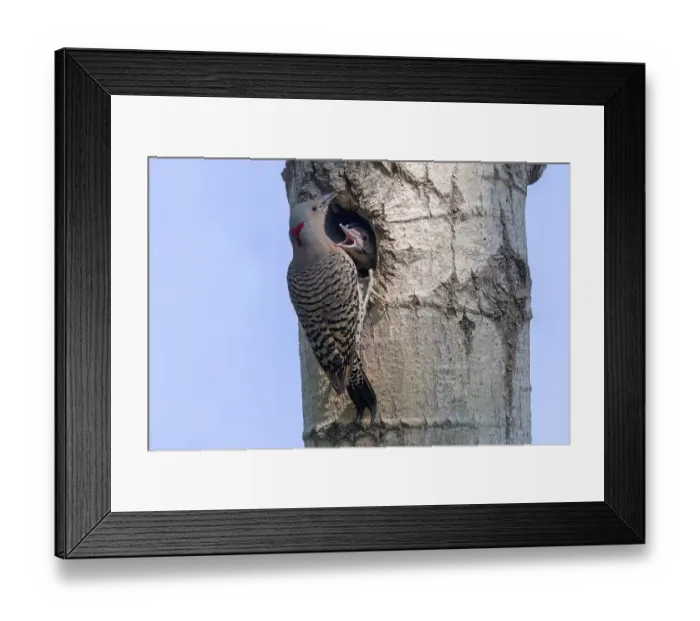 Framed Print : The northern flicker (Copaptes auratus) Framed Print : The northern flicker (Copaptes auratus)