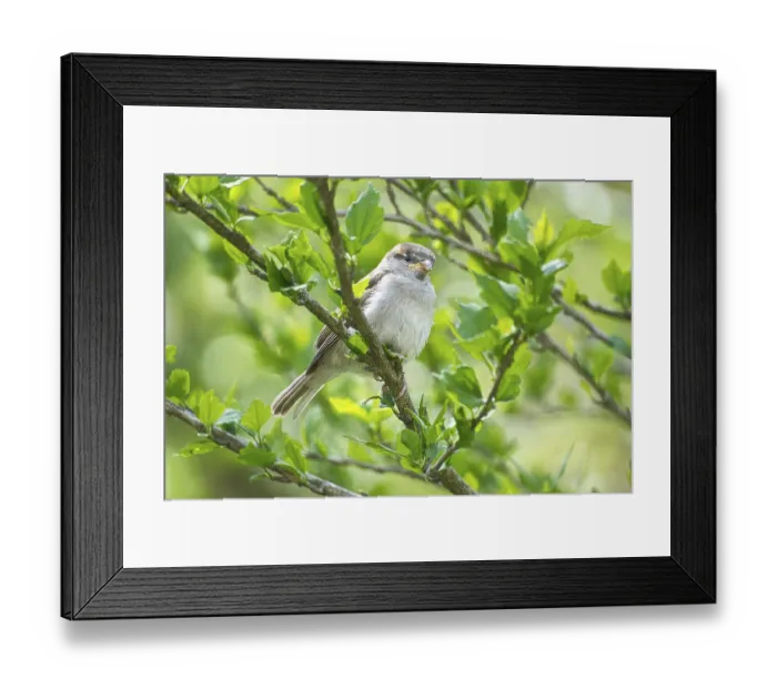 Framed Print : Sparrow sitting on a branch in the bush with green leaves in summer