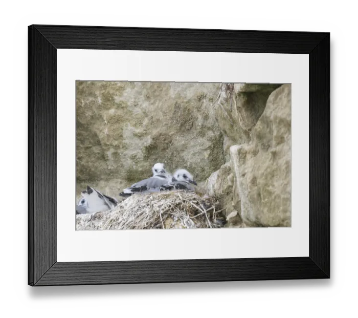 Framed Print : Two kittiwake chicks sitting in their nest