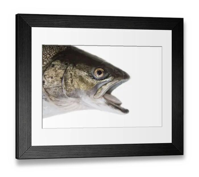 Framed Print : Fish head portrait. A hybrid of Atlantic salmon (Salmo salar) and Sea trout (Salmo trutta)