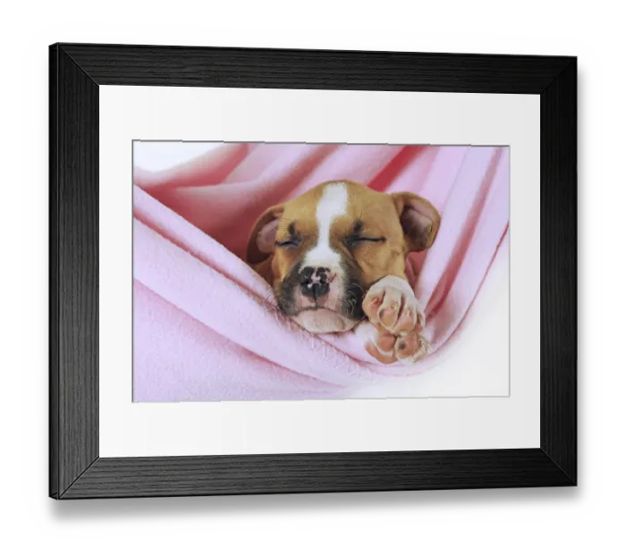 Framed Print : American Staffordshire Terrier