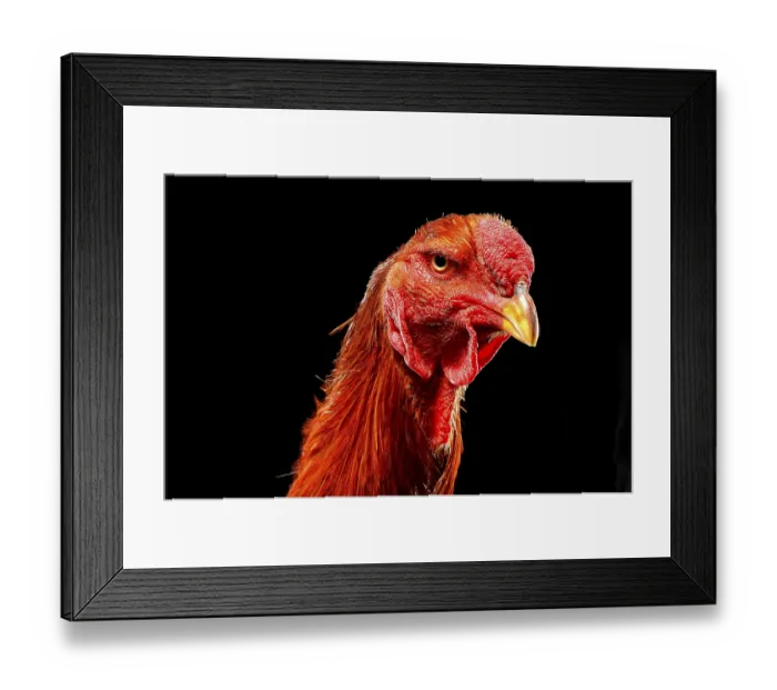 Framed Print : Shamo Cock, Germany, Europe