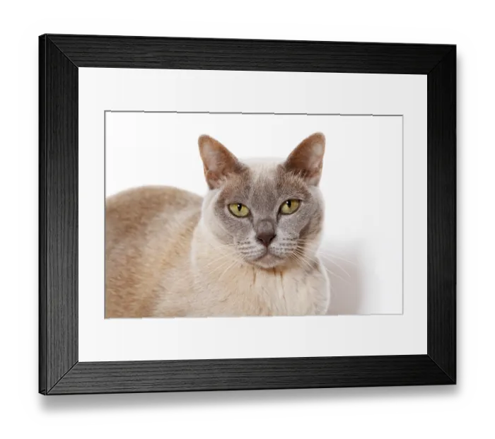 Framed Print : Burmese cat