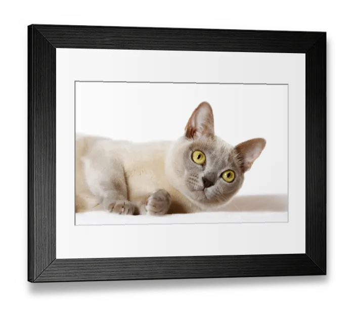 Framed Print : Burmese cat