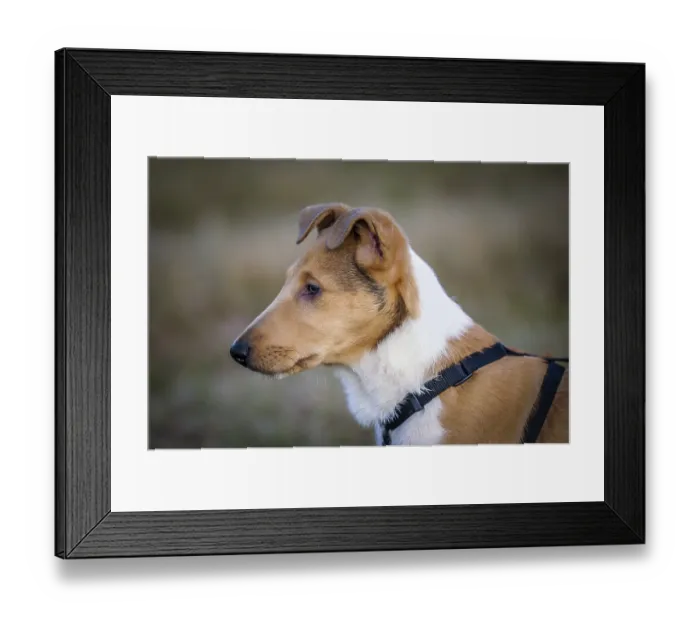 Framed Print : Shorthair Collie, Puppy, Portrait, Germany, Europe Framed Print : Shorthair Collie, Puppy, Portrait, Germany, Europe