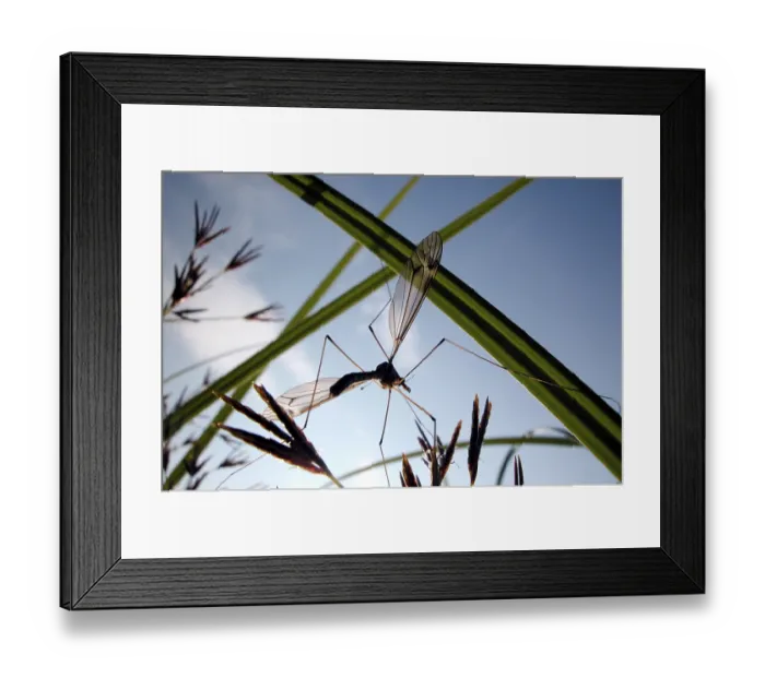 Framed Print : Fly