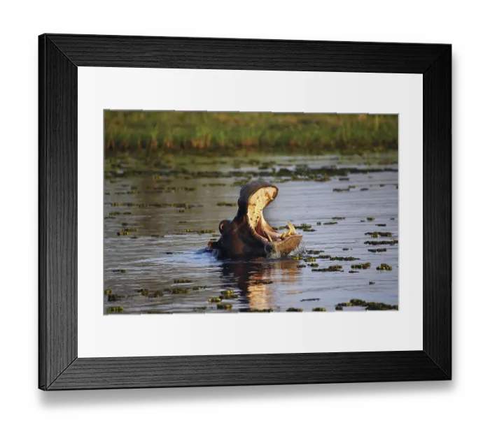 Framed Print : Hippopotamus (hippopotamus amphibius) Framed Print : Hippopotamus (hippopotamus amphibius)