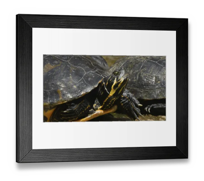 Framed Print : Red Eared Terrapin (trachemys scripta elegans) Framed Print : Red Eared Terrapin (trachemys scripta elegans)