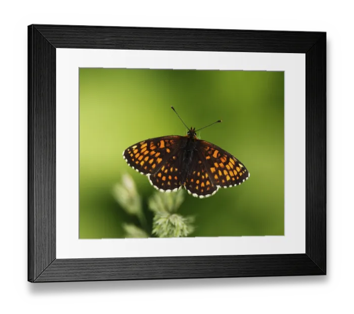 Framed Print : Heath Fritillary (Melitaea athalia)