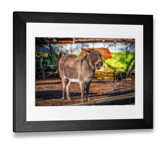 Framed Print : European donkey, domestic donkey (Equus asinus asinus) in sunshine in January Framed Print : European donkey, domestic donkey (Equus asinus asinus) in sunshine in January