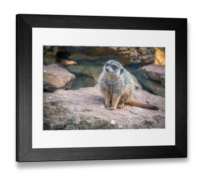 Framed Print : Meerkats (Suricata suricatta) in their territory with their usual behaviour