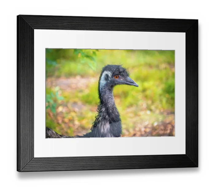 Framed Print : Portrait of an emu (Dromaius novaehollandiae) with striking orange eyes against a green background