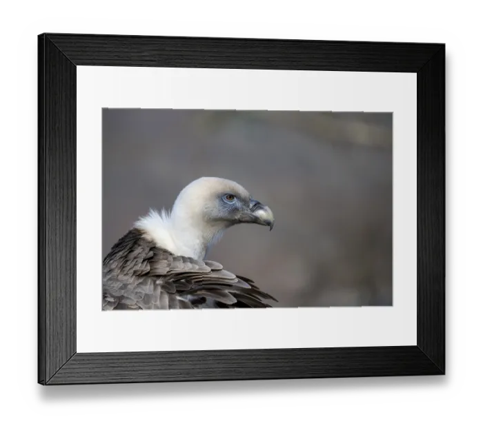 Framed Print : Griffon vulture (Gyps fulvus), portrait