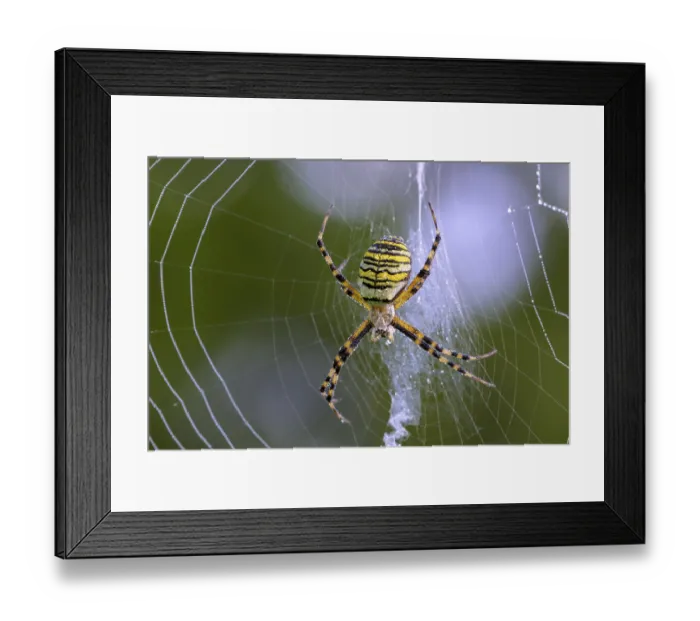 Framed Print : Zebra spider, wasp spider (Argiope bruennichi) in web with dewdrops