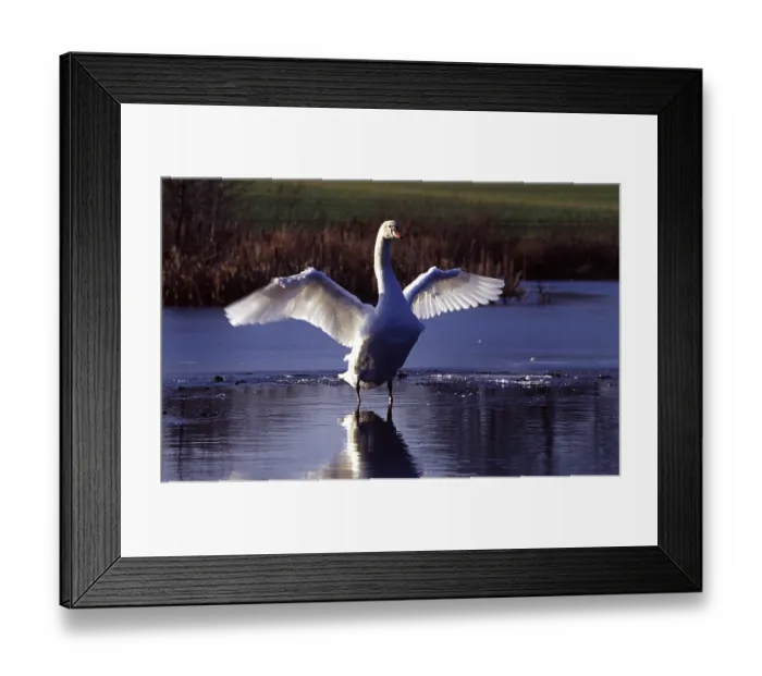 Framed Print : Mute swan Framed Print : Mute swan