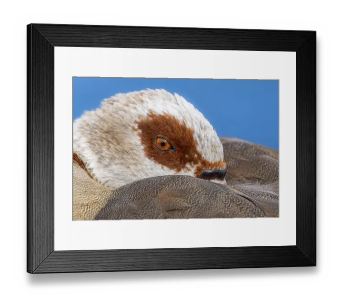 Framed Print : Egyptian geese (Alopochen aegyptiaca) Framed Print : Egyptian geese (Alopochen aegyptiaca)