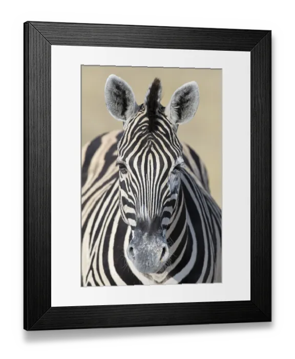 Framed Print : Burchell's Zebra (Equus quagga burchellii)