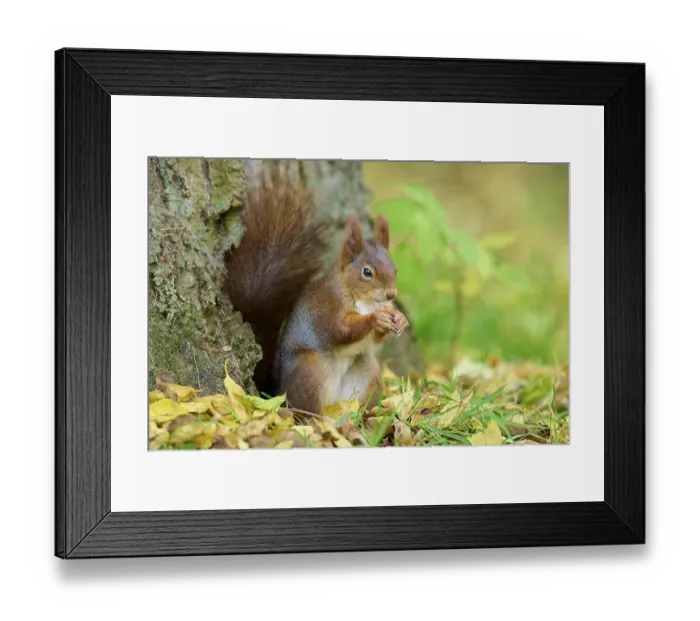Framed Print : Eurasian squirrel (Sciurus vulgaris) Framed Print : Eurasian squirrel (Sciurus vulgaris)