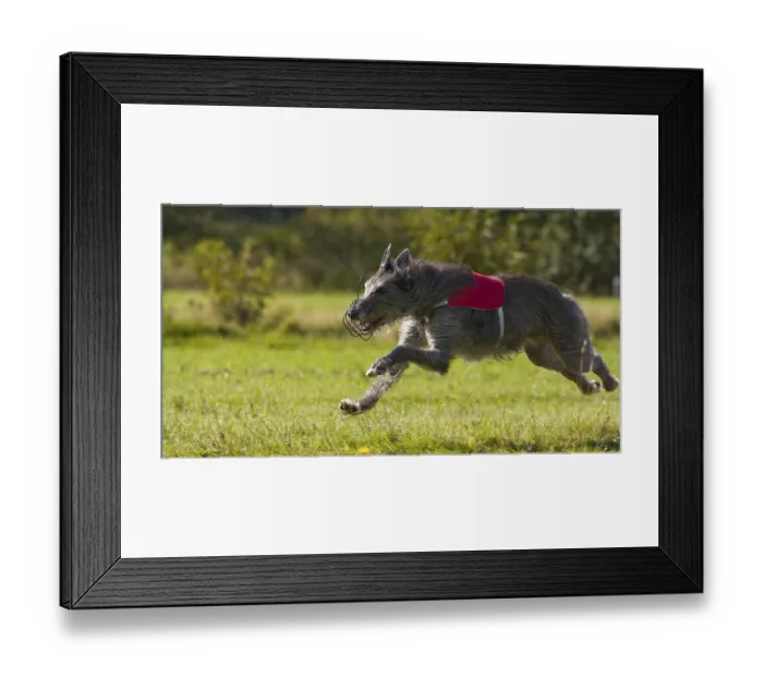 Framed Print : Deerhound, Greyhound Coursing, Hoope