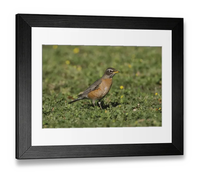 Framed Print : American Robin (Turdus migratorius)