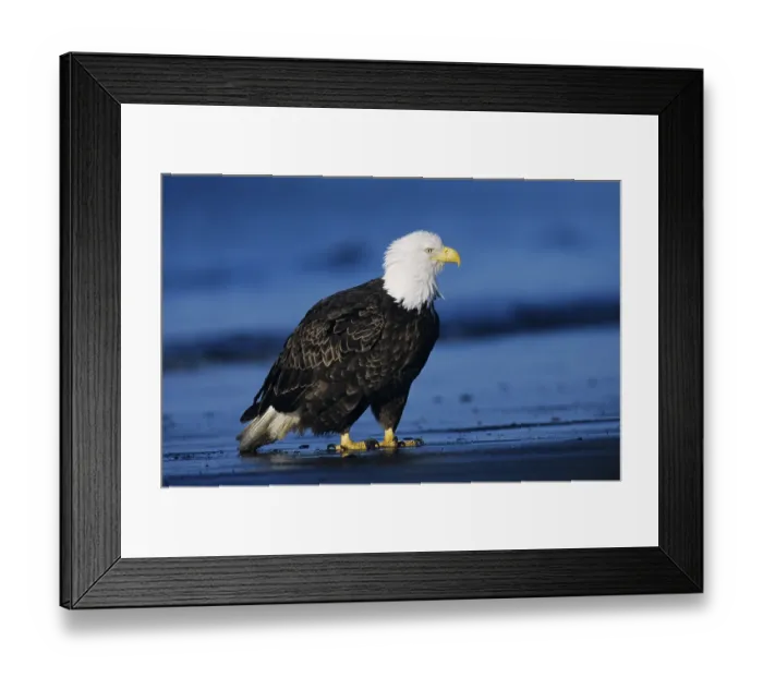 Framed Print : Bald Eagle (Haliaeetus leucocephalus)