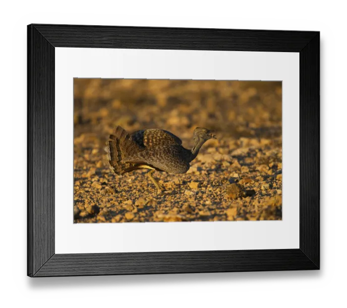 Framed Print : Fuerteventura Bustard (Chlamydotis undulata fuertaventurae)