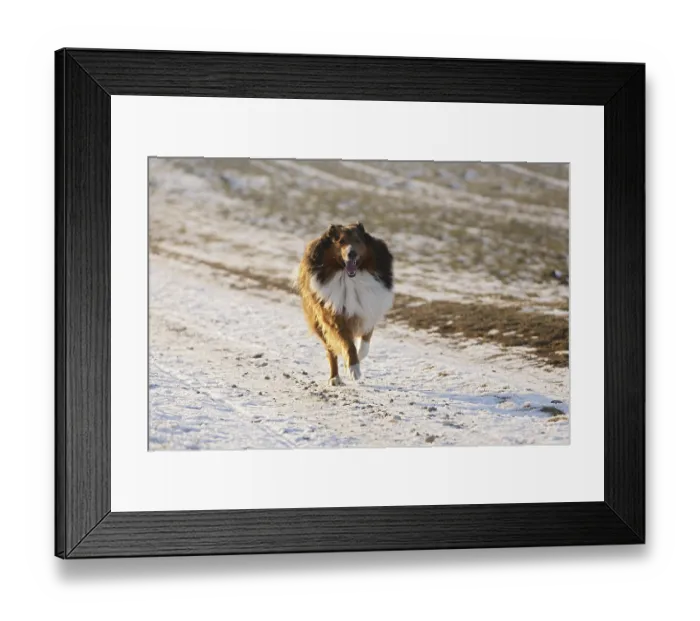 Framed Print : Dog, crossbreed, Bernese Mountain Dog Framed Print : Dog, crossbreed, Bernese Mountain Dog