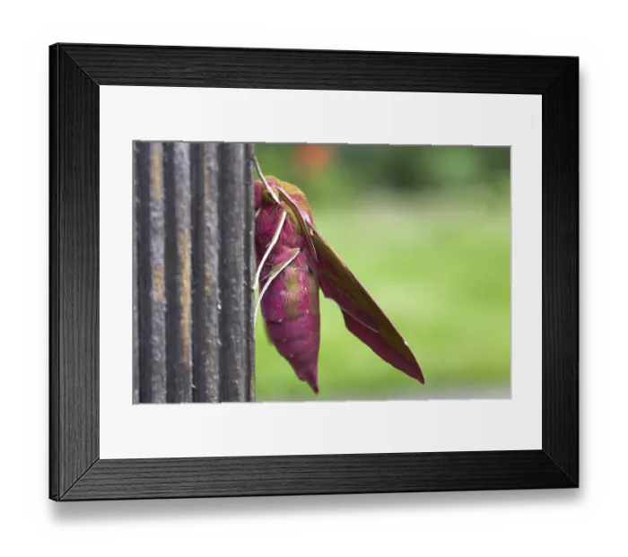 Framed Print : Deilephila elpenor