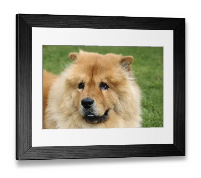 Framed Print : Male Chow Chow dog