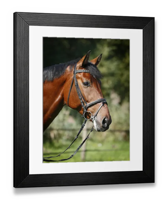 Framed Print : Holsteiner horse, bay gelding, portrait with bridle