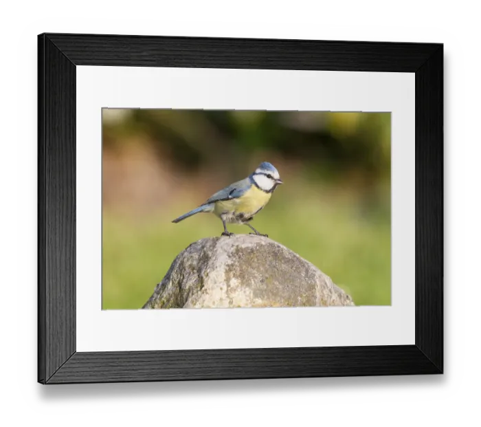 Framed Print : Blue Tit (Cyanistes caeruleus syn Parus caeruleus)