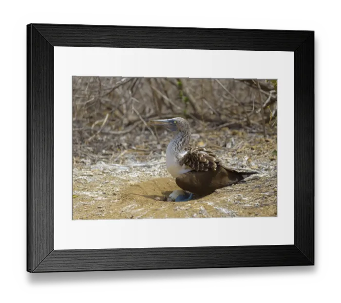 Framed Print : Blue-footed booby (Sula nebouxii) sitting in nest with eggs