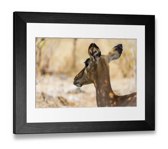 Framed Print : Black Faced Impala (Aepyceros melampus petersi)