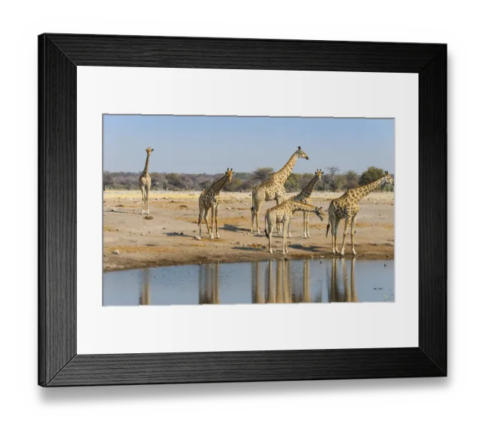 Framed Print : Giraffes (Giraffa camelopardis) at the Chudob waterhole