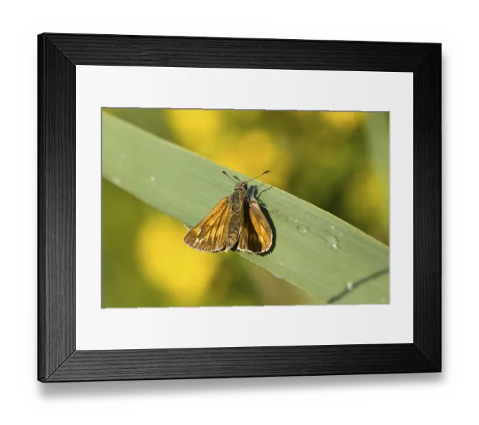 Framed Print : Large Skipper Butterfly (Ochlodes venatus) Framed Print : Large Skipper Butterfly (Ochlodes venatus)