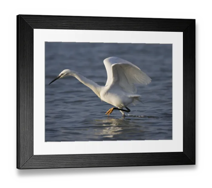 Framed Print : Little Egret (Egretta garzetta)