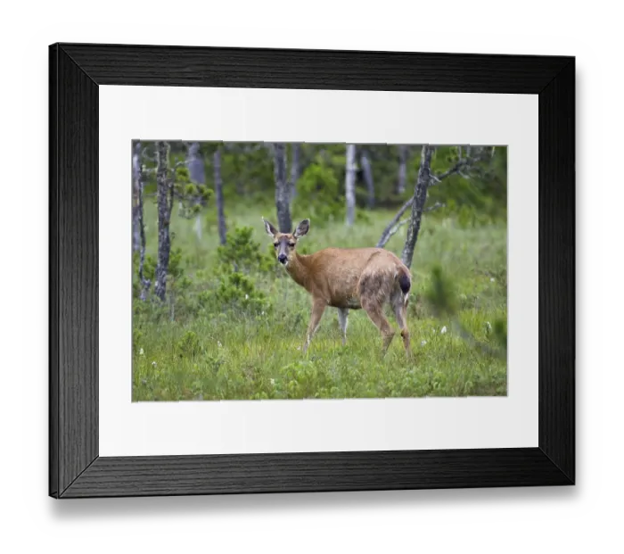 Framed Print : Sitka Black-tailed Deer (Odocoileus hemionus)