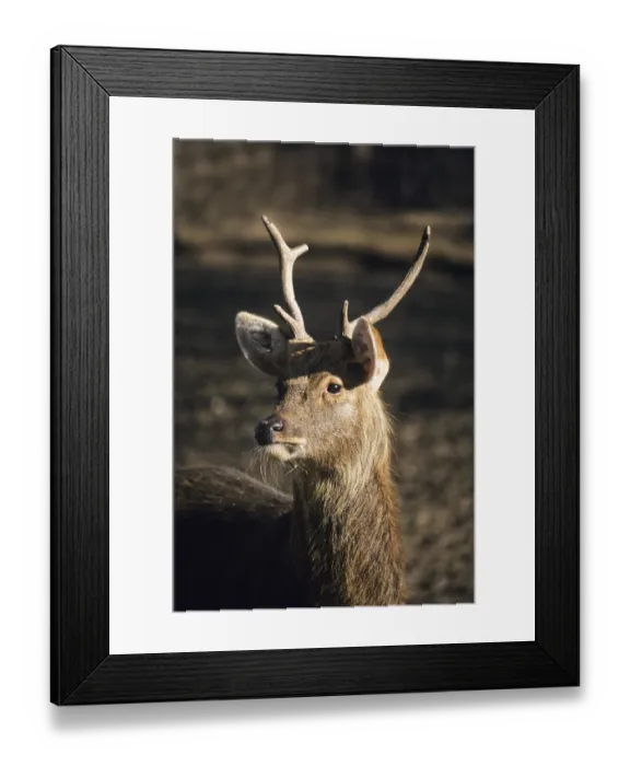 Framed Print : Barasingha (Cervus duvaceli), male, India, Asia