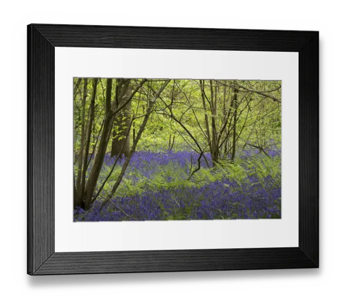 Framed Print : Bluebells in Staffhurst Woods near Oxted Surrey