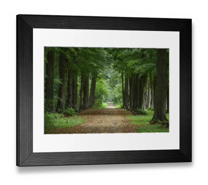 Framed Print : A narrow path through the forest