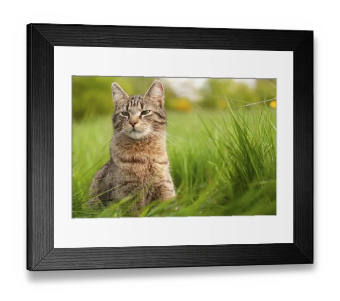 Framed Print : Cat is sitting in a meadow, spring and summer season
