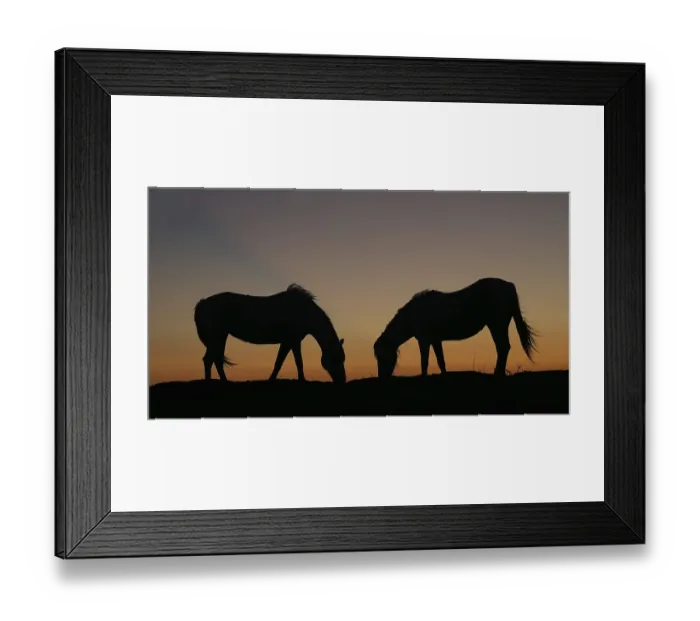 Framed Print : Camargue or Camarguais Horse in the Dunes at Sunrise Framed Print : Camargue or Camarguais Horse in the Dunes at Sunrise
