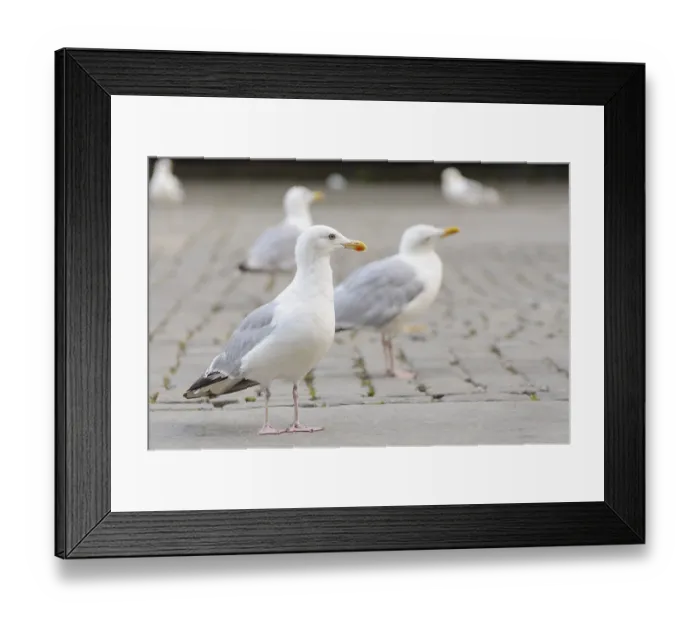 Framed Print : Lesser Black-backed Gulls (Larus fuscus)