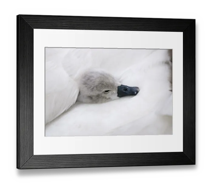 Framed Print : Mute swan (Cygnus olor), chick Framed Print : Mute swan (Cygnus olor), chick